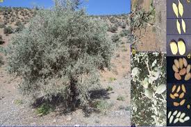 تصویر 3 از فروش بادام کوهی طبیعی از ارتفاعات فارس + بدون سم و کود شیمیایی